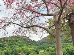 -风云岭森林公园