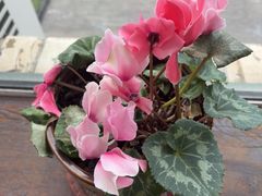 -慢丽江·云南野生菌土鸡锅(付家庄店)