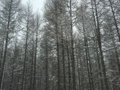 -塞罕坝国家级自然保护区