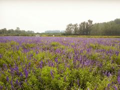 android_upload_pic-北京东方普罗旺斯薰衣草庄园