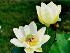 -莲花池公园