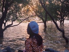 -宝安西湾红树林湿地公园