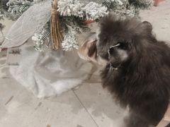 -FAELING PETS美天灵宠物(合生汇店)