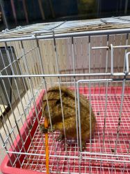-Moni星球萌宠·小马宝莉·灵蛇·高端高阶全萌宠互动体验俱乐部(红豆国际广场店)