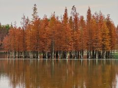 -白鹭湾湿地公园