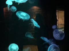 -悉尼海洋生物水族馆