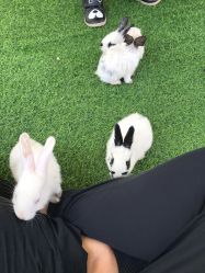 -萌宠亲子动物乐园(槐房万达店)