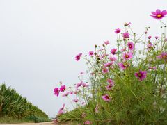 -庞各庄翠芳园西瓜蔬菜基地采摘园