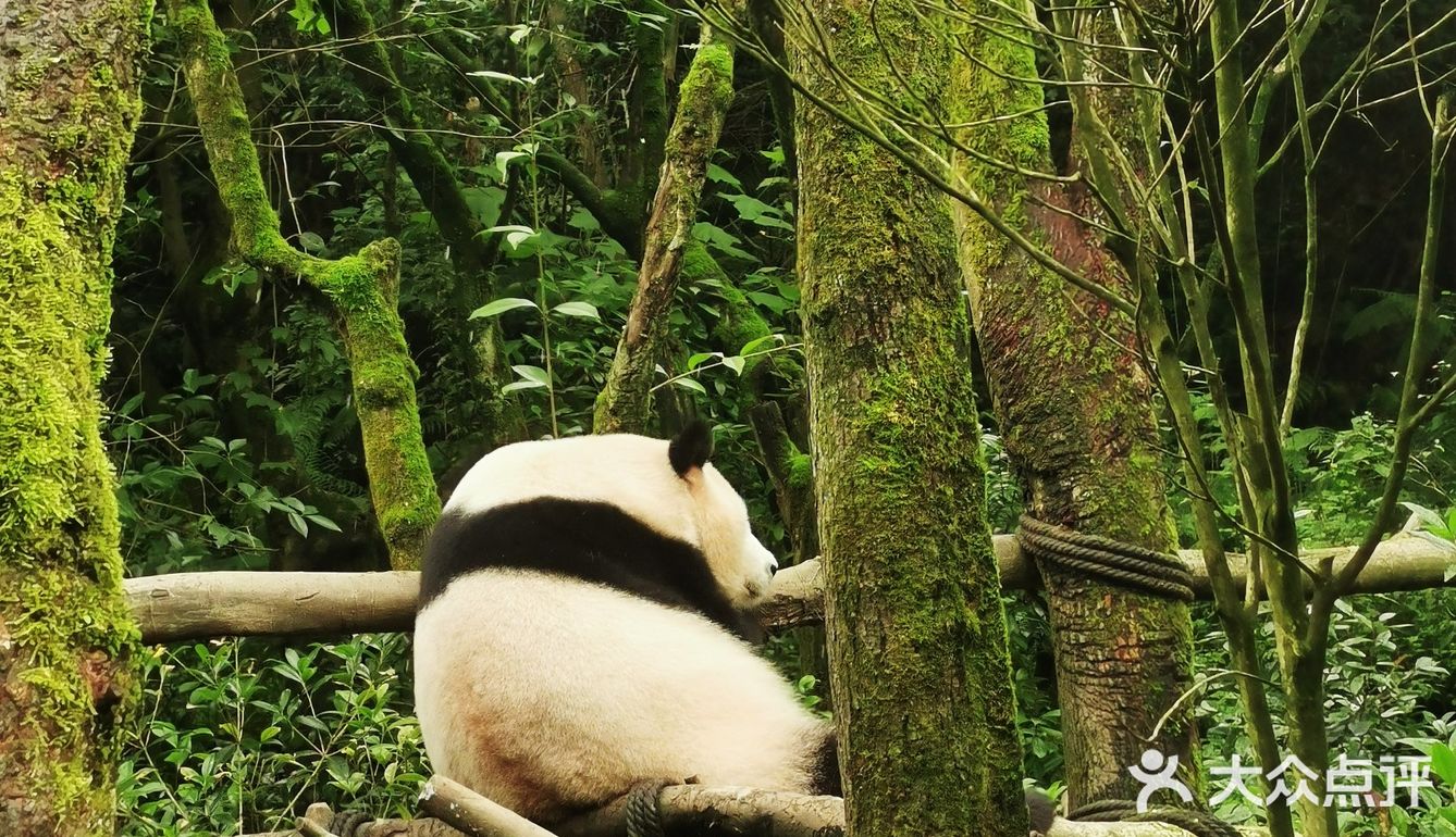 闯入熊猫🐼睡眠王国？[害羞]