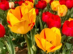 -廊坊文化艺术中心