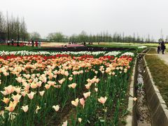 -杭州湾海上花田景区