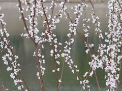 -桃花堤公园