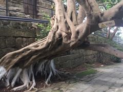 -胡里山炮台