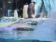 -帝企鹅自助餐厅•儿童岛•真企鹅(长隆企鹅酒店)