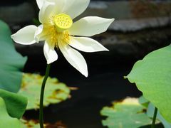 -五缘湾湿地公园