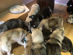 -Husky Go! 哈士奇体验馆·宠物咖啡厅狗咖