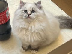 -老袁炒年糕(富豪路店)