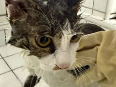 -瑞派宠物医院·犬猫全科·猫友好(宾水西道店)