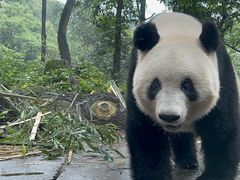 -中国大熊猫保护研究中心雅安碧峰峡基地