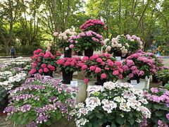 -共青国家森林公园-南大门停车场