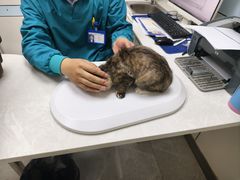-中农国际动物医院24小时·猫科·骨科·急重症中心