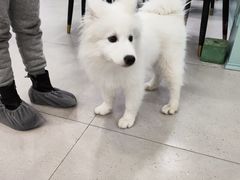 -安格丽娜·狗咖·猫咖羊驼咖(春熙路百盛商场店)
