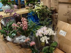 -双季花艺园艺市场(浦东店)