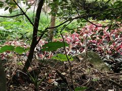 -火炉山森林公园