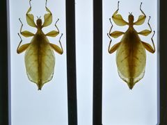 -上海昆虫博物馆