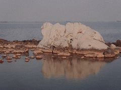 -上海吴淞炮台湾国家湿地公园