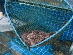 -宾朋海鲜美食餐厅·特色美食(兴海路店)