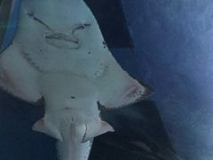 -暹罗海洋世界