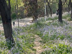 -燕郊植物园