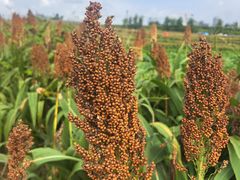 -三圣花乡旅游区