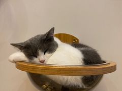 -Catmate·猫肥家润(金润铂宫店)