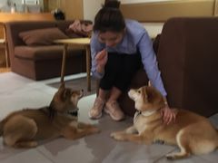 -柴务处·柴犬主题狗咖