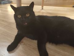 -滚猫咖啡·猫咖·猫友好撸猫(未来城店)
