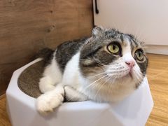 -啵啵喵·猫咖(攀华国际店)