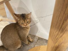 -楼上猫咖(罗湖店)