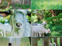 -福建鲤鱼洲酒店