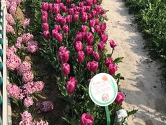 -荷兰花海