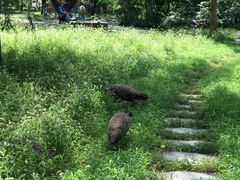 -北京麋鹿生态实验中心