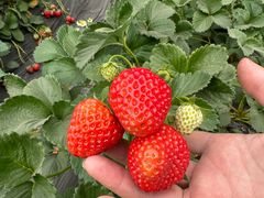 -田趣农庄草莓采摘园