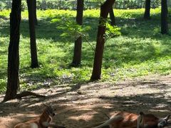 -合肥野生动物园