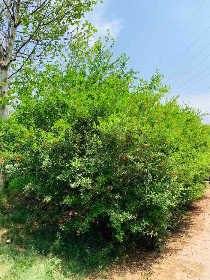 槐房钓鱼公园-"槐房钓鱼公园 以钓鱼命名的城市公园,这.