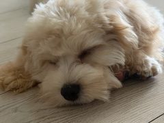 -艾贝尔宠物医院·狂犬免疫点(江山金象城店)