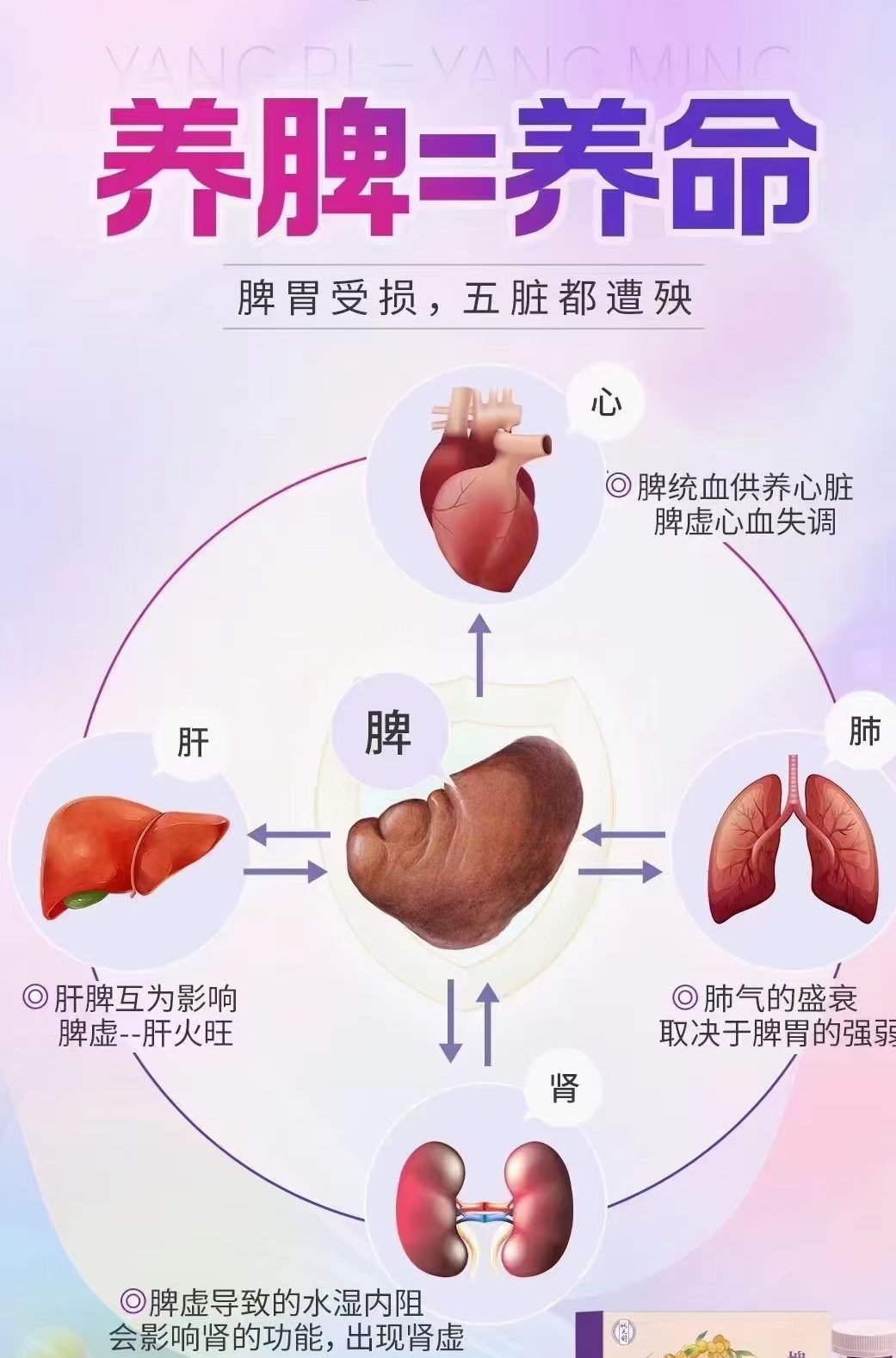 脏腑与月经的关系
脾:管月经‬量