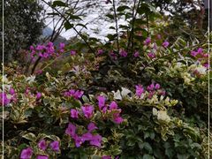 -深圳仙湖植物园