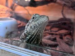 -青石桥花鸟鱼虫市场(叠翠城店)