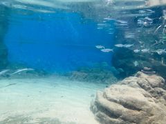 -江和美海洋公园